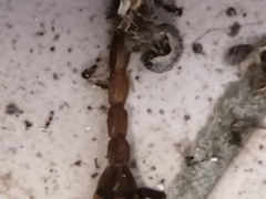 Centruroides limpidus