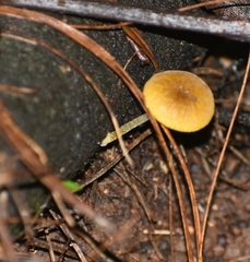 Agaricales