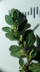 Polygonum buxiforme