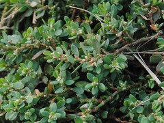 Polygonum buxiforme