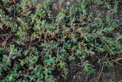 Polygonum buxiforme