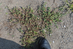 Polygonum buxiforme