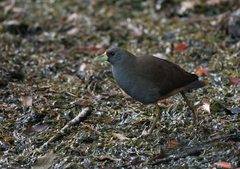 Amaurornis moluccana