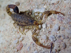 Tityus mattogrossensis