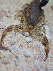 Tityus mattogrossensis