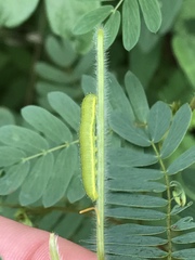 Phoebis sennae eubule