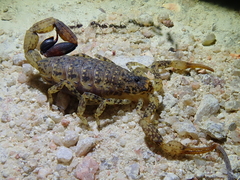 Tityus mattogrossensis