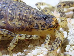 Tityus mattogrossensis