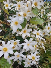 Clematis paniculata