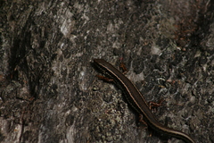 Ctenotus labillardieri