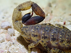 Tityus mattogrossensis