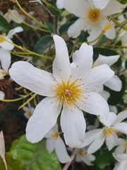 Clematis paniculata