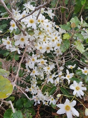 Clematis paniculata