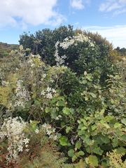 Clematis paniculata