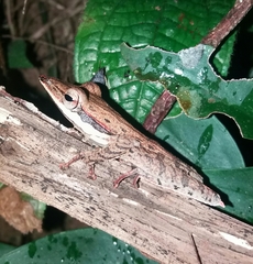 Taruga longinasus