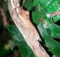 Taruga longinasus