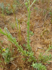 Vittadinia cuneata