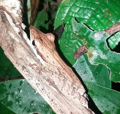 Taruga longinasus
