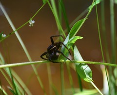 Dolomedes triton