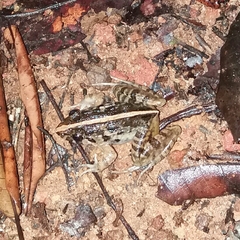 Minervarya kirtisinghei