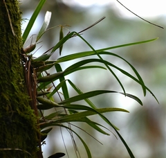 Prosthechea squalida