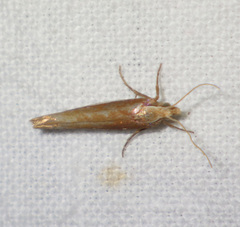 Ypsolopha parenthesella