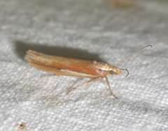 Ypsolopha parenthesella