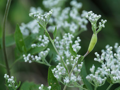 Neolasioptera perfoliata