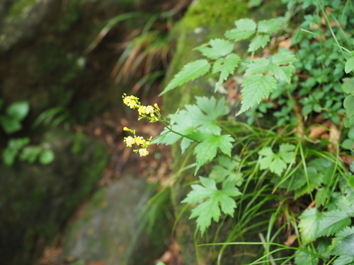 Patrinia triloba iNat (1)