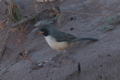 Black-Throated Saltator photo 4