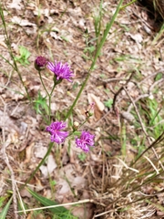 Vernonia acaulis