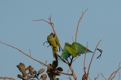 Eupsittula aurea