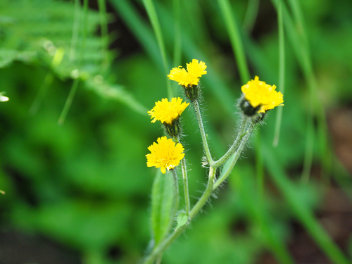 Hieracium japonicum iNat (1)