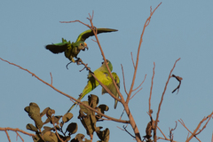 Eupsittula aurea