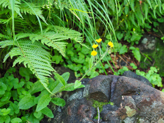Hieracium japonicum