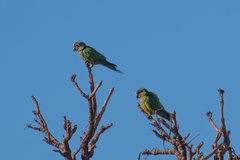 Eupsittula aurea