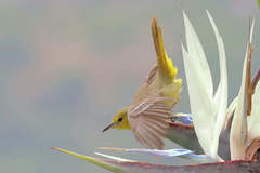 Icterus cucullatus
