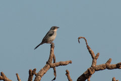 Neothraupis fasciata