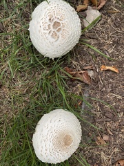 Chlorophyllum molybdites