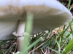 Chlorophyllum molybdites