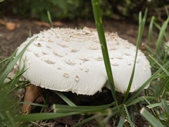 Chlorophyllum molybdites