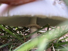 Chlorophyllum molybdites