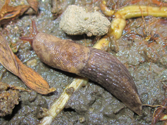 Deroceras reticulatum