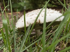 Chlorophyllum molybdites