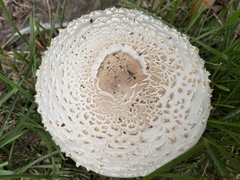 Chlorophyllum molybdites