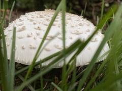 Chlorophyllum molybdites