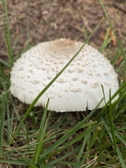 Chlorophyllum molybdites