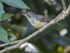 Dysithamnus mentalis