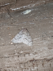 Nepytia pellucidaria