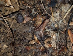 Pseudopolydesmus erasus